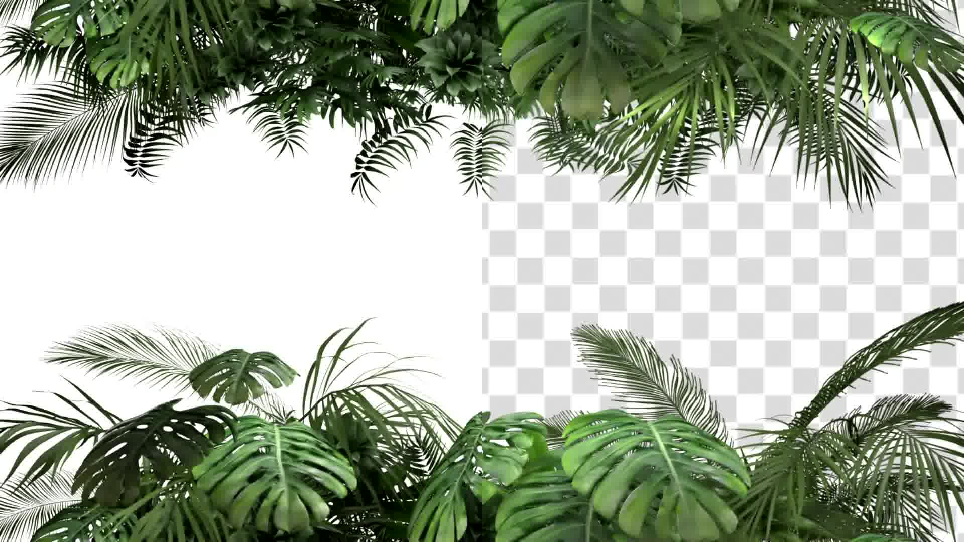 Tropical Plant on an White Background Videohive 23719777 Motion Graphics Image 14
