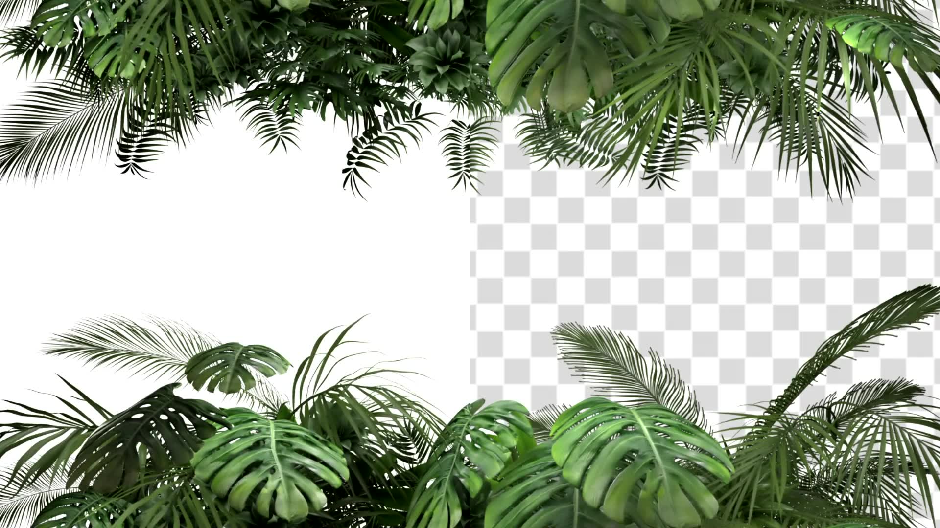Tropical Plant on an White Background Videohive 23719777 Motion Graphics Image 3