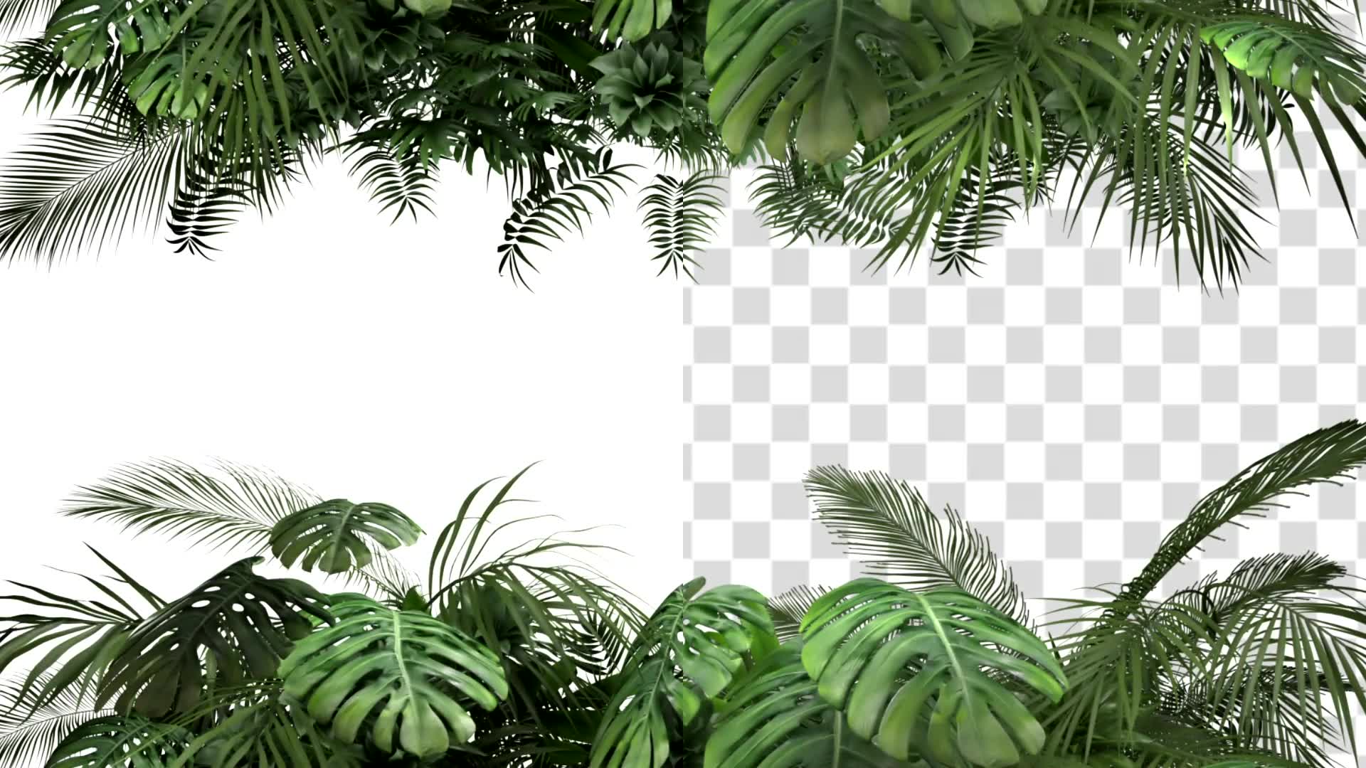 Tropical Plant on an White Background Videohive 23719777 Motion Graphics Image 4