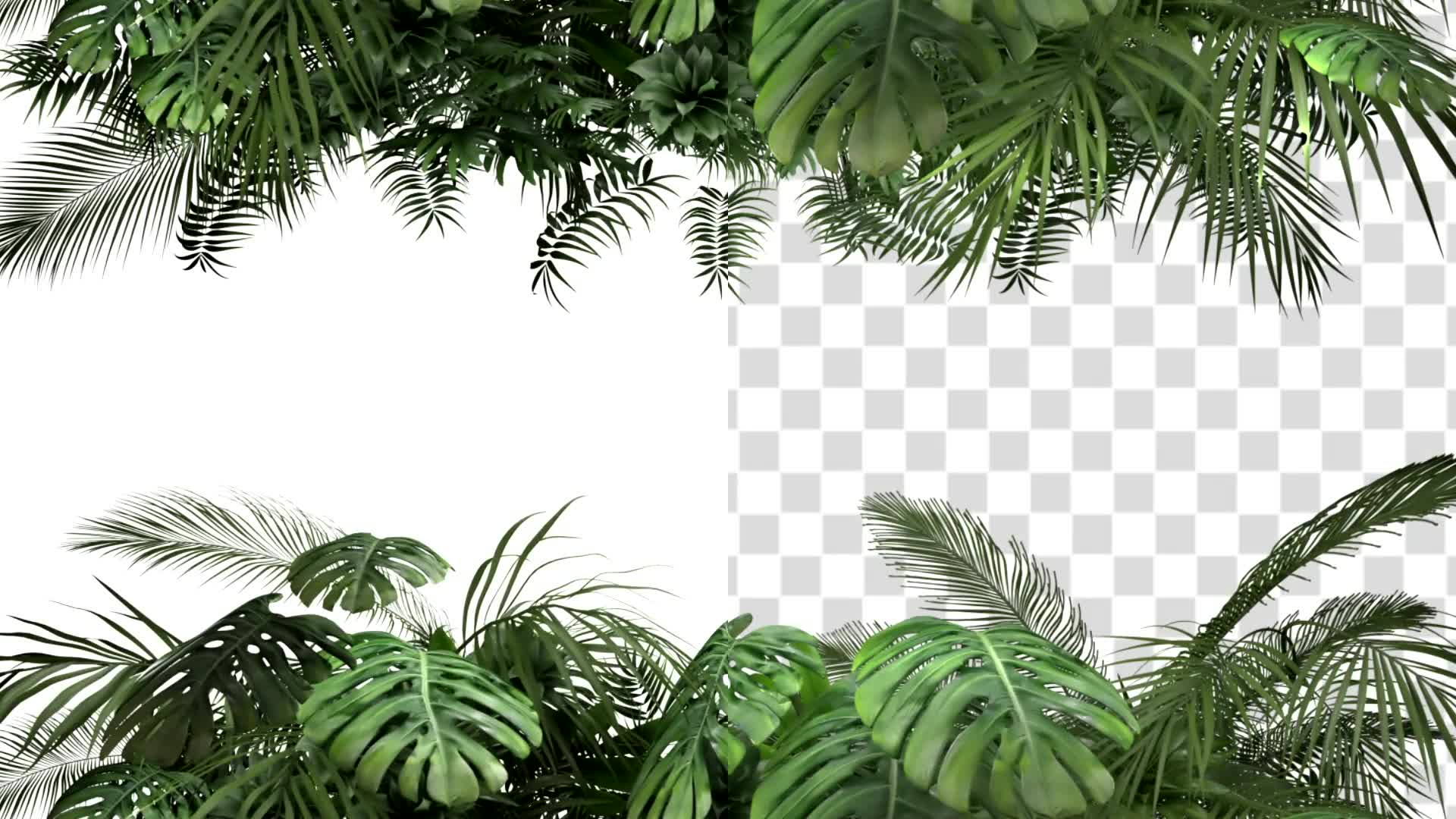 Tropical Plant on an White Background Videohive 23719777 Motion Graphics Image 5