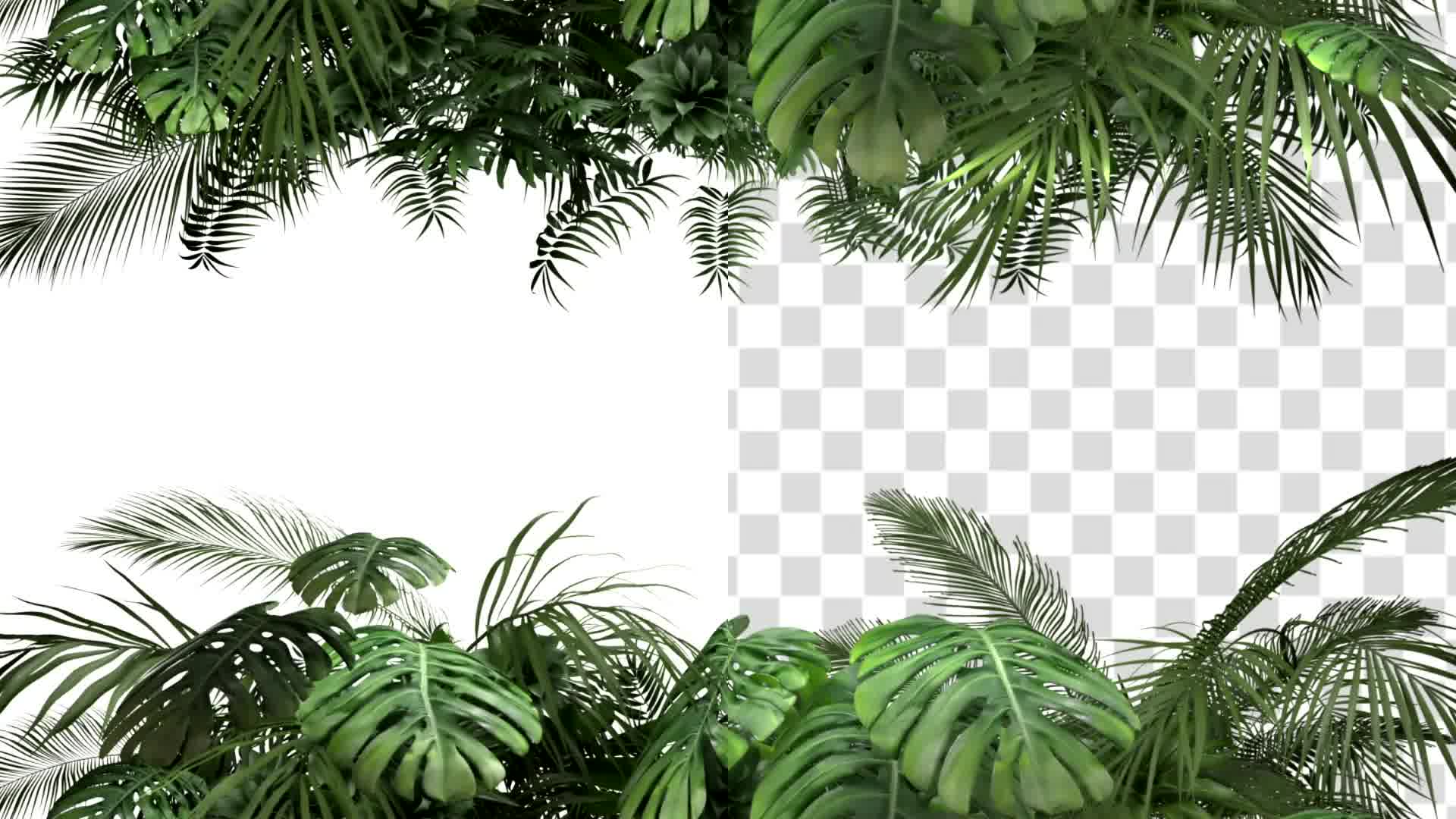 Tropical Plant on an White Background Videohive 23719777 Motion Graphics Image 8