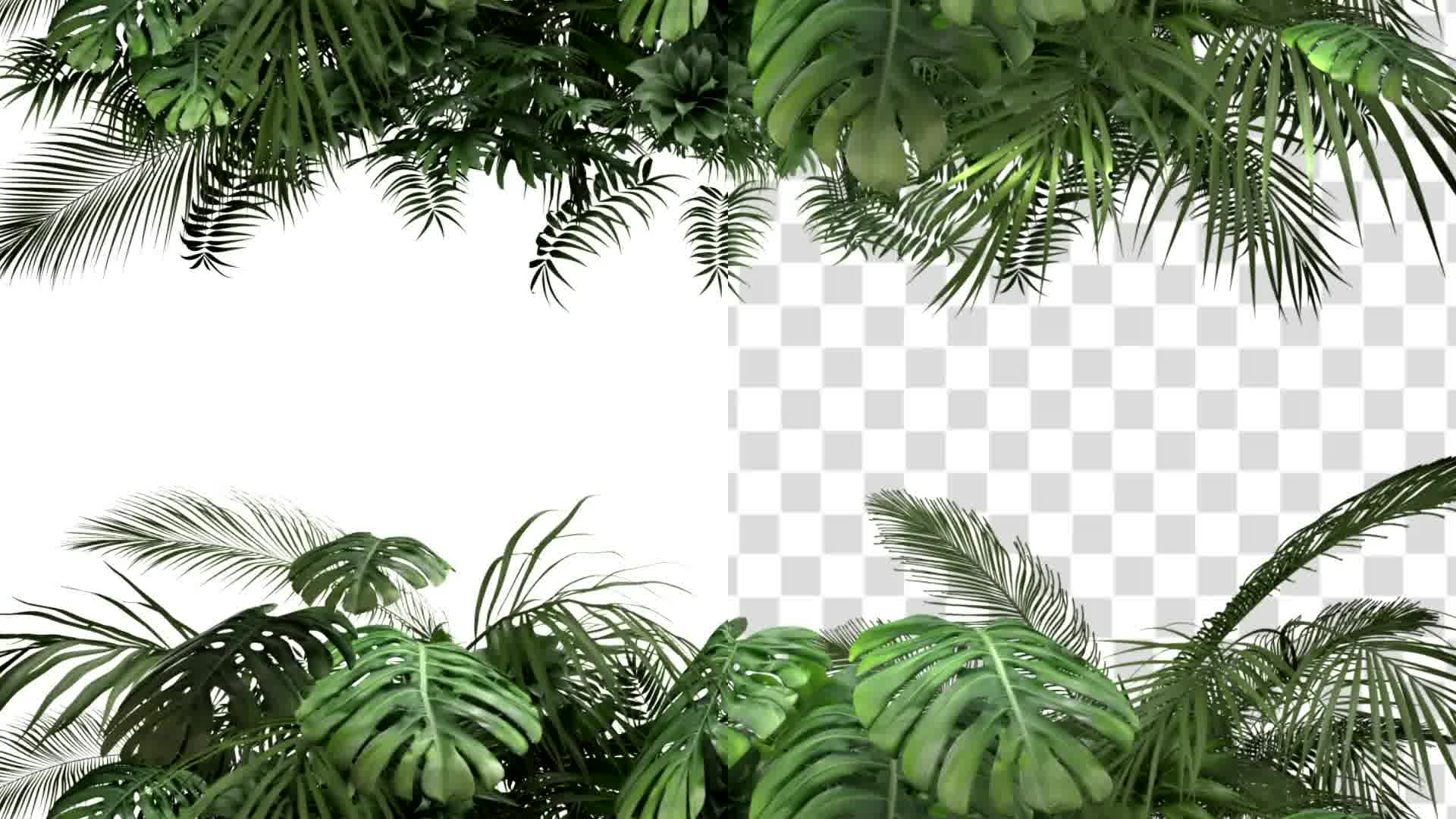 Tropical Plant on an White Background Videohive 23719777 Motion Graphics Image 9