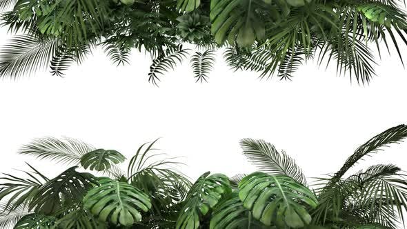 Tropical Plant on an White Background - Videohive 23719777 Download