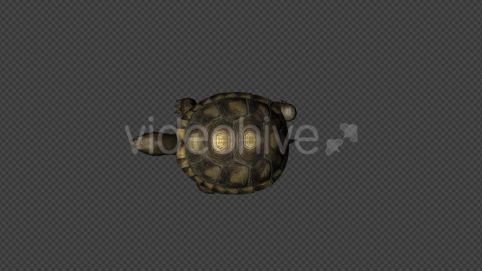 Turtle Walk Pack 4 In 1 Videohive 20790409 Motion Graphics Image 1
