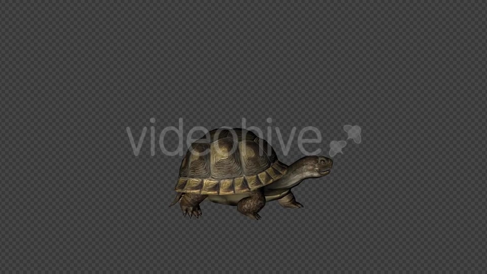 Turtle Walk Pack 4 In 1 Videohive 20790409 Motion Graphics Image 10
