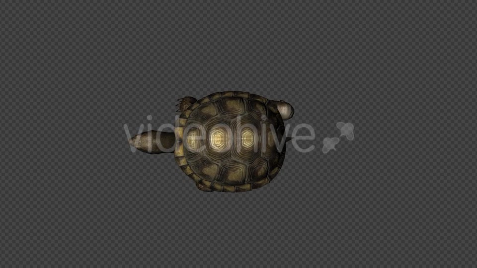 Turtle Walk Pack 4 In 1 Videohive 20790409 Motion Graphics Image 2