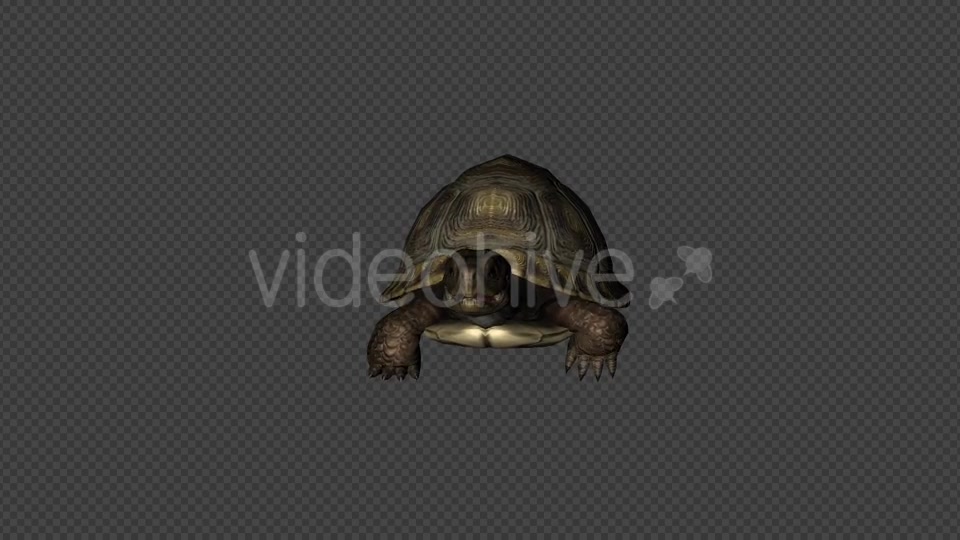 Turtle Walk Pack 4 In 1 Videohive 20790409 Motion Graphics Image 4