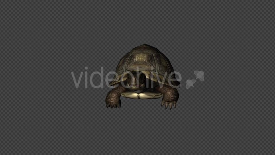 Turtle Walk Pack 4 In 1 Videohive 20790409 Motion Graphics Image 5