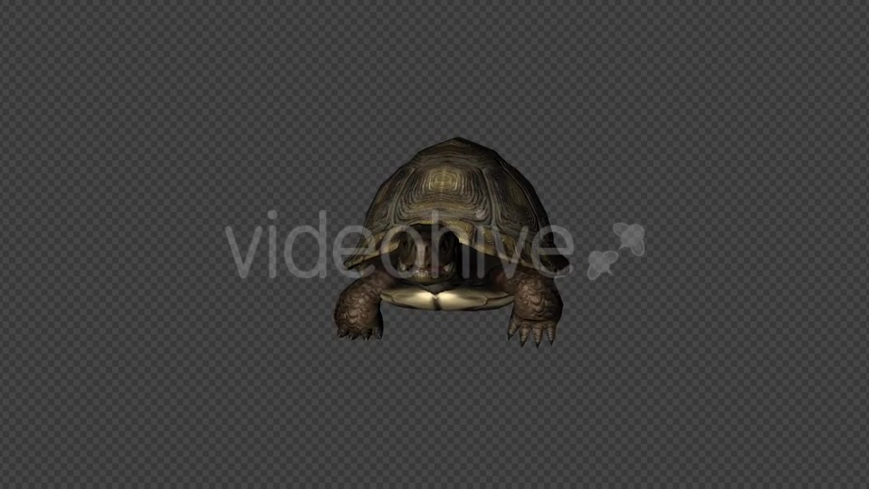 Turtle Walk Pack 4 In 1 Videohive 20790409 Motion Graphics Image 6