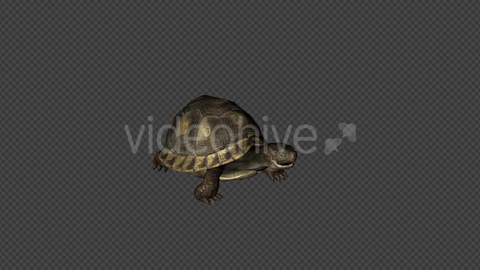 Turtle Walk Pack 4 In 1 Videohive 20790409 Motion Graphics Image 7