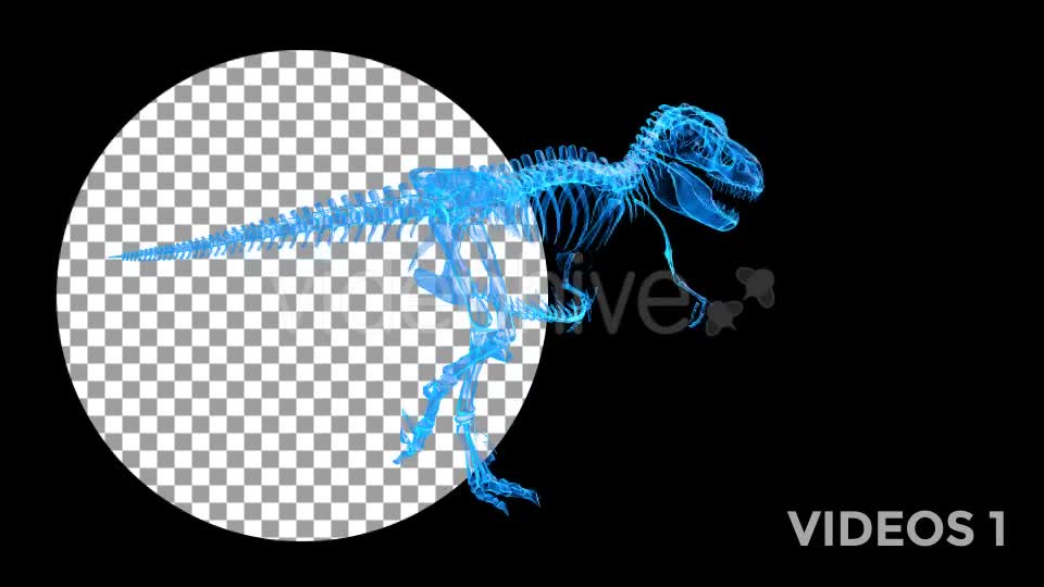 Tyrannosaur Skeleton Walking Xray Background with Alpha Videohive 20374878 Motion Graphics Image 1