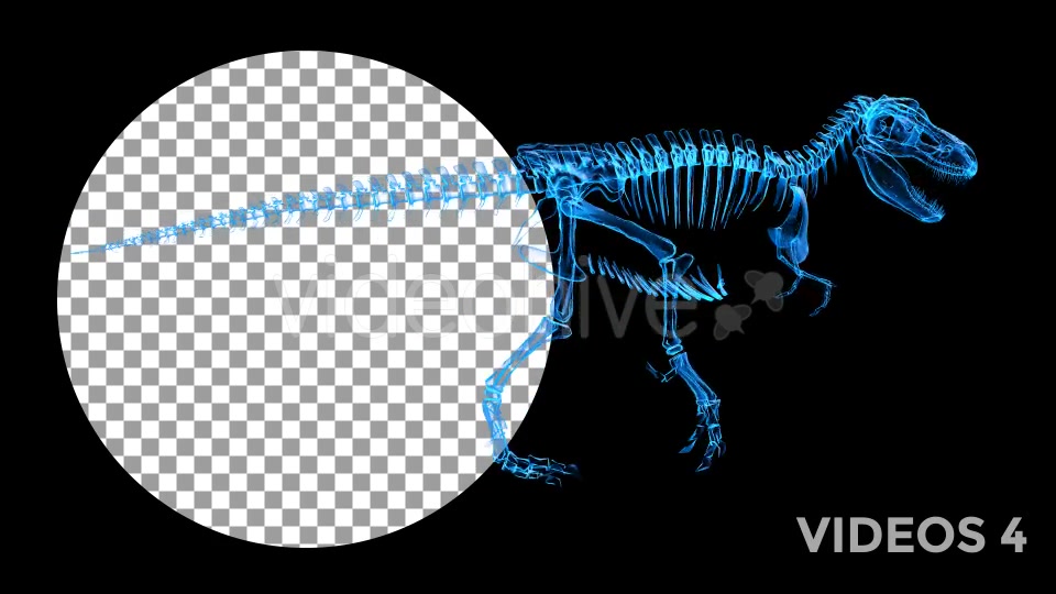 Tyrannosaur Skeleton Walking Xray Background with Alpha Videohive 20374878 Motion Graphics Image 10