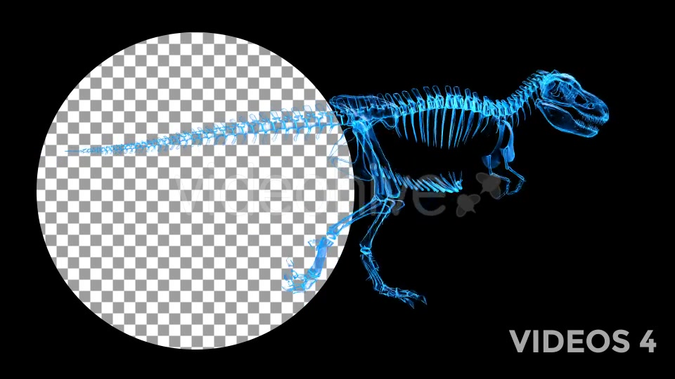 Tyrannosaur Skeleton Walking Xray Background with Alpha Videohive 20374878 Motion Graphics Image 11