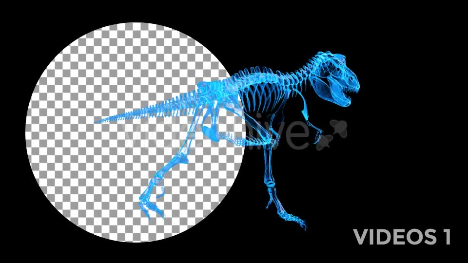 Tyrannosaur Skeleton Walking Xray Background with Alpha Videohive 20374878 Motion Graphics Image 2