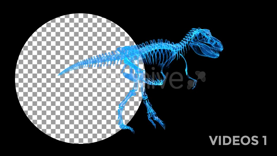 Tyrannosaur Skeleton Walking Xray Background with Alpha Videohive 20374878 Motion Graphics Image 3