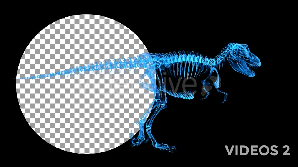 Tyrannosaur Skeleton Walking Xray Background with Alpha Videohive 20374878 Motion Graphics Image 4