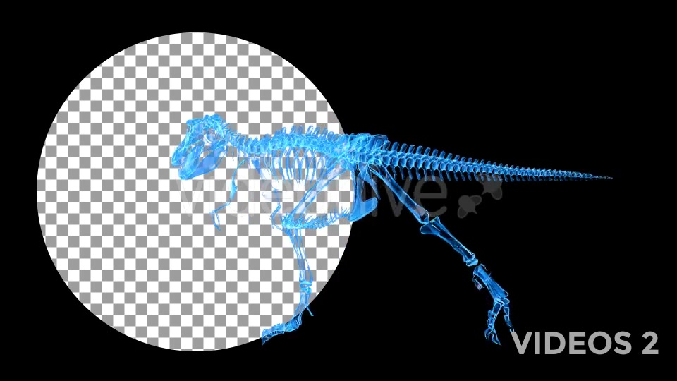 Tyrannosaur Skeleton Walking Xray Background with Alpha Videohive 20374878 Motion Graphics Image 5
