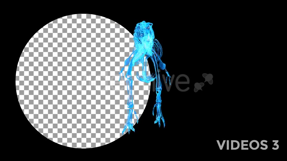 Tyrannosaur Skeleton Walking Xray Background with Alpha Videohive 20374878 Motion Graphics Image 9