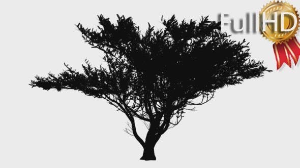 Umbrella Thorn Vachellia Tortilis Umbrella Shaped - Videohive 15423687 Download