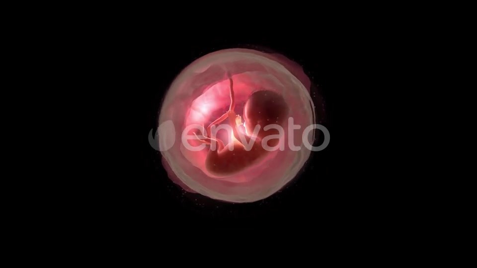 Unborn Baby Inside Womb Videohive 22012381 Motion Graphics Image 2