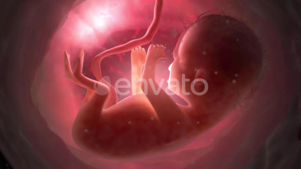 Unborn Baby Inside Womb Videohive 22012381 Motion Graphics Image 3