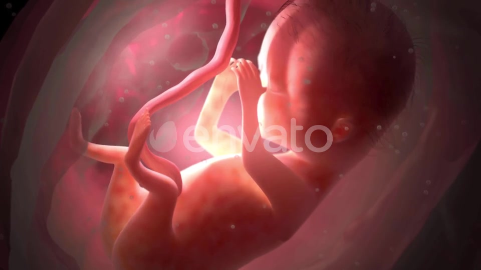 Unborn Baby Inside Womb Videohive 22012381 Motion Graphics Image 4