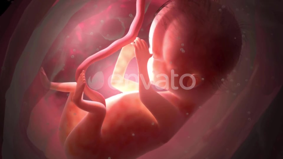 Unborn Baby Inside Womb Videohive 22012381 Motion Graphics Image 5