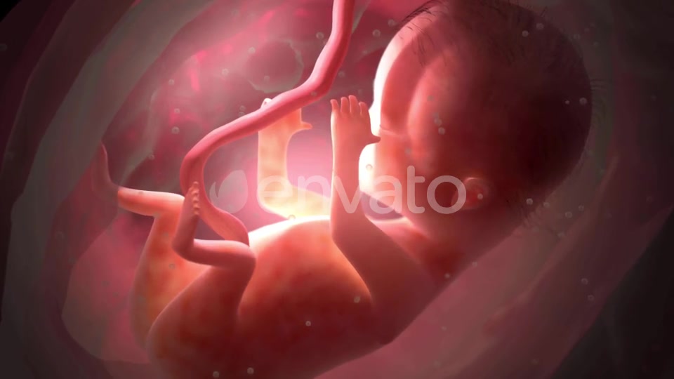 Unborn Baby Inside Womb Videohive 22012381 Motion Graphics Image 6