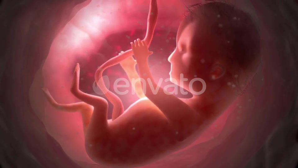 Unborn Baby Inside Womb Videohive 22012381 Motion Graphics Image 7