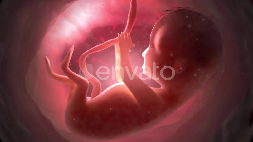 Unborn Baby Inside Womb Videohive 22012381 Motion Graphics Image 8