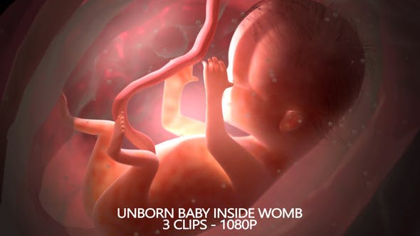 Unborn Baby Inside Womb - Download Videohive 22012381