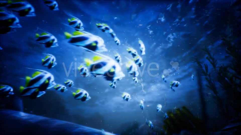 Under Water World 3 Videohive 20337035 Motion Graphics Image 4
