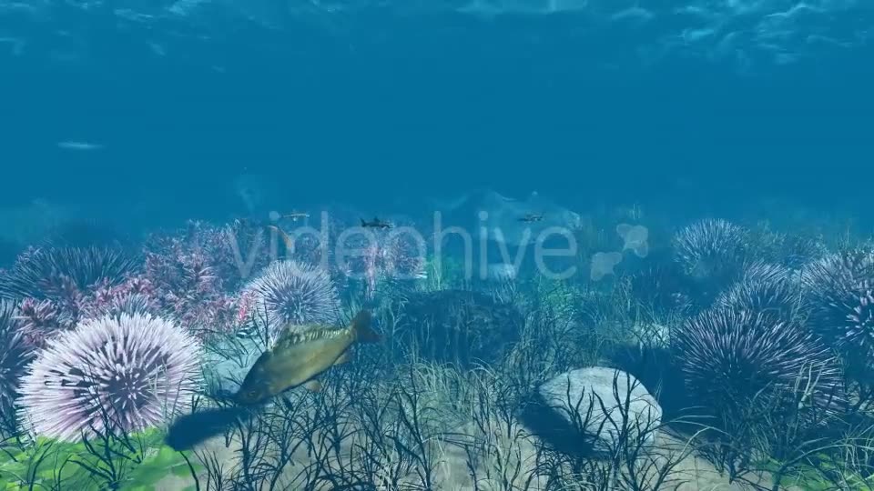 Underwater Videohive 21121848 Motion Graphics Image 2