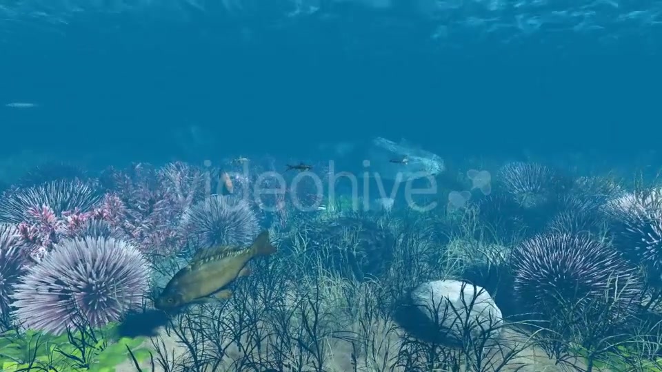 Underwater Videohive 21121848 Motion Graphics Image 3