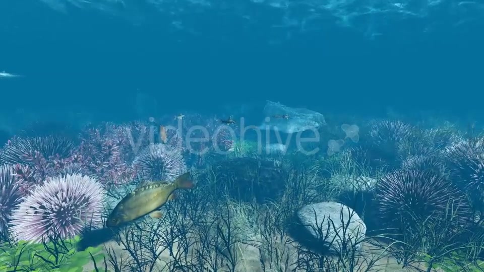 Underwater Videohive 21121848 Motion Graphics Image 4
