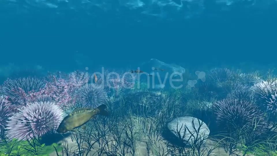 Underwater Videohive 21121848 Motion Graphics Image 5