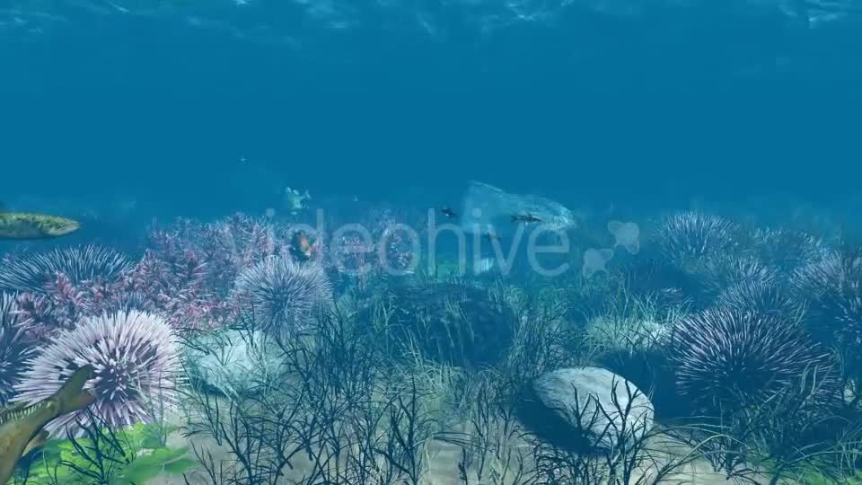 Underwater Videohive 21121848 Motion Graphics Image 8
