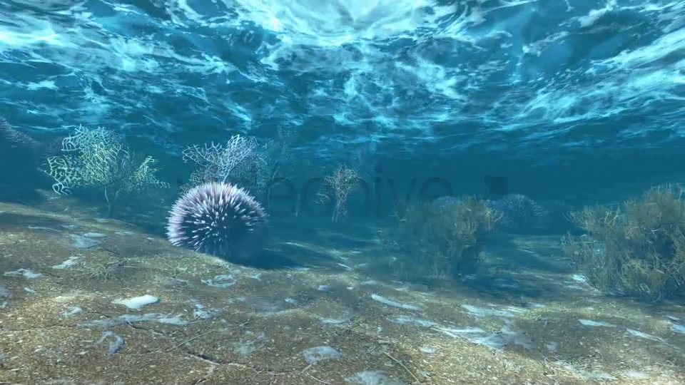 Underwater Life Videohive 6448488 Motion Graphics Image 3