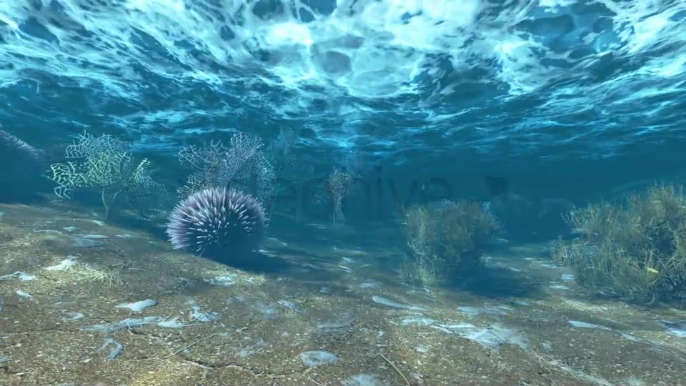 Underwater Life Videohive 6448488 Motion Graphics Image 4