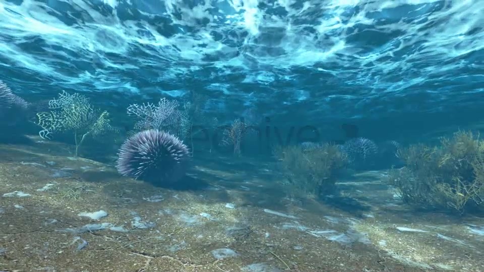 Underwater Life Videohive 6448488 Motion Graphics Image 5