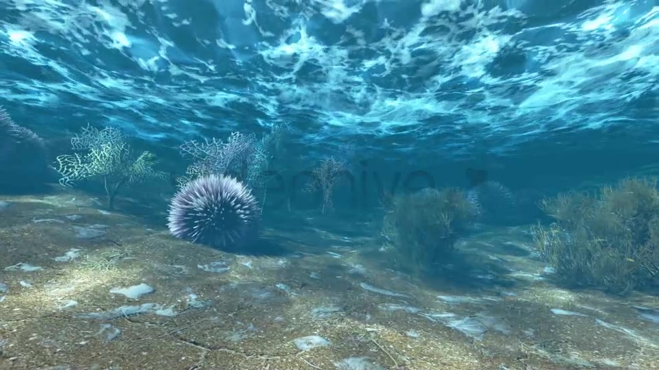 Underwater Life Videohive 6448488 Motion Graphics Image 6