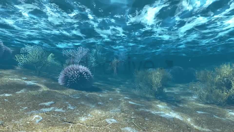 Underwater Life Videohive 6448488 Motion Graphics Image 7
