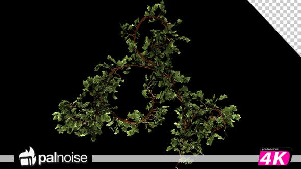 Vegetation Bush Ivy Growth - Download Videohive 13097454