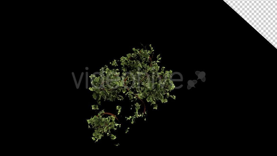 Vegetation Bush Ivy Growth Videohive 13097621 Motion Graphics Image 10