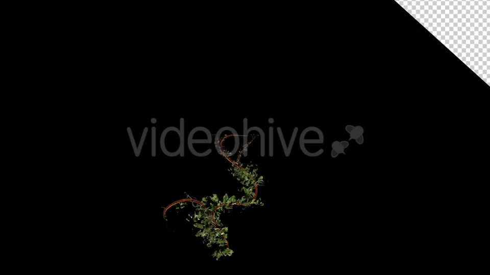 Vegetation Bush Ivy Growth Videohive 13097621 Motion Graphics Image 2