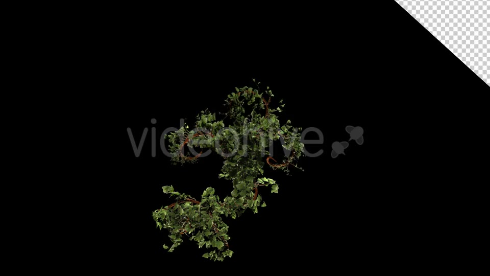 Vegetation Bush Ivy Growth Videohive 13097621 Motion Graphics Image 3