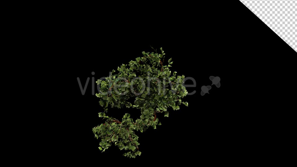 Vegetation Bush Ivy Growth Videohive 13097621 Motion Graphics Image 4