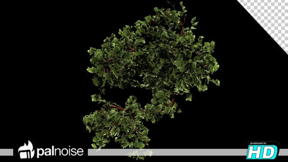 Vegetation Bush Ivy Growth - Videohive Download 13097621