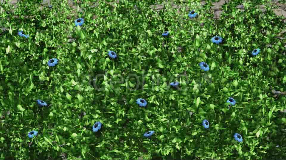 Vegetation Grow and Blue Flowers Videohive 11855053 Motion Graphics Image 5