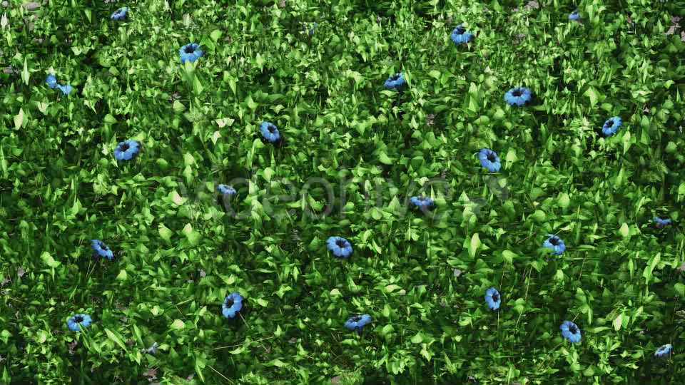 Vegetation Grow and Blue Flowers Videohive 11855053 Motion Graphics Image 6